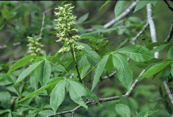 {Aesculus glabra}